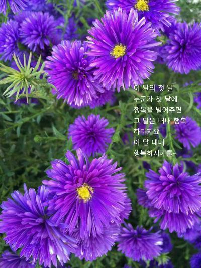 꽃길만걷자 이미지