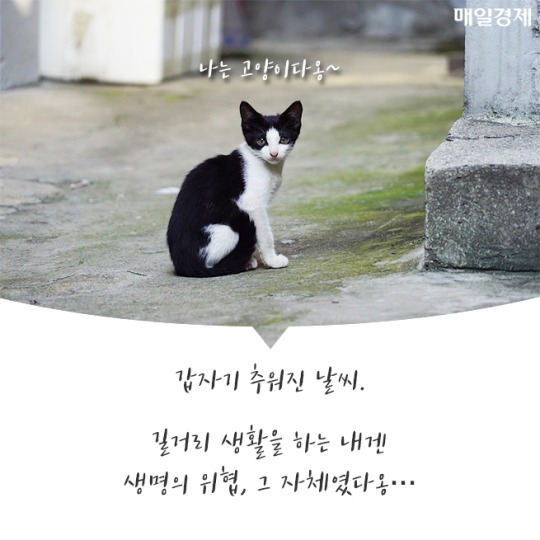 캠퍼스 고양이의 따뜻한 겨울나기 | 인스티즈