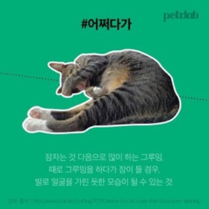 고양이가 발로 눈가리고 자는이유.JPG | 인스티즈