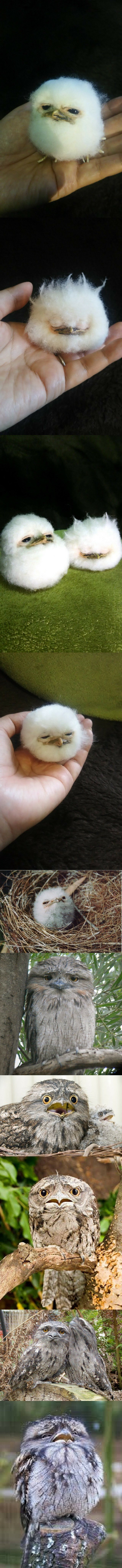 뭔가 억울하게 생긴 생명체.jpg | 인스티즈