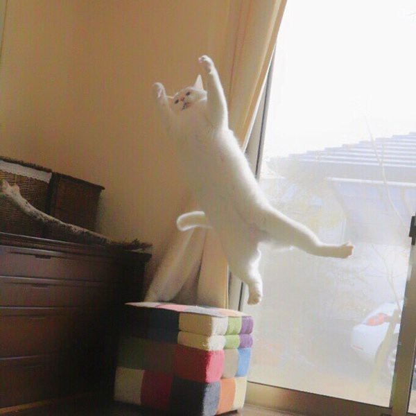 고양이 권법 | 인스티즈
