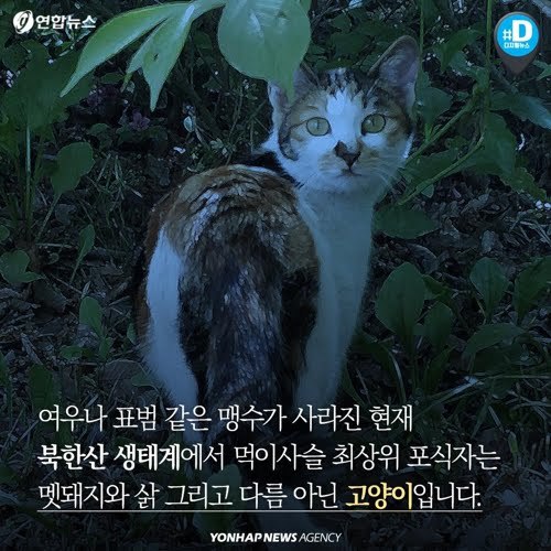 북한산을 접수한 고양이들...jpg | 인스티즈