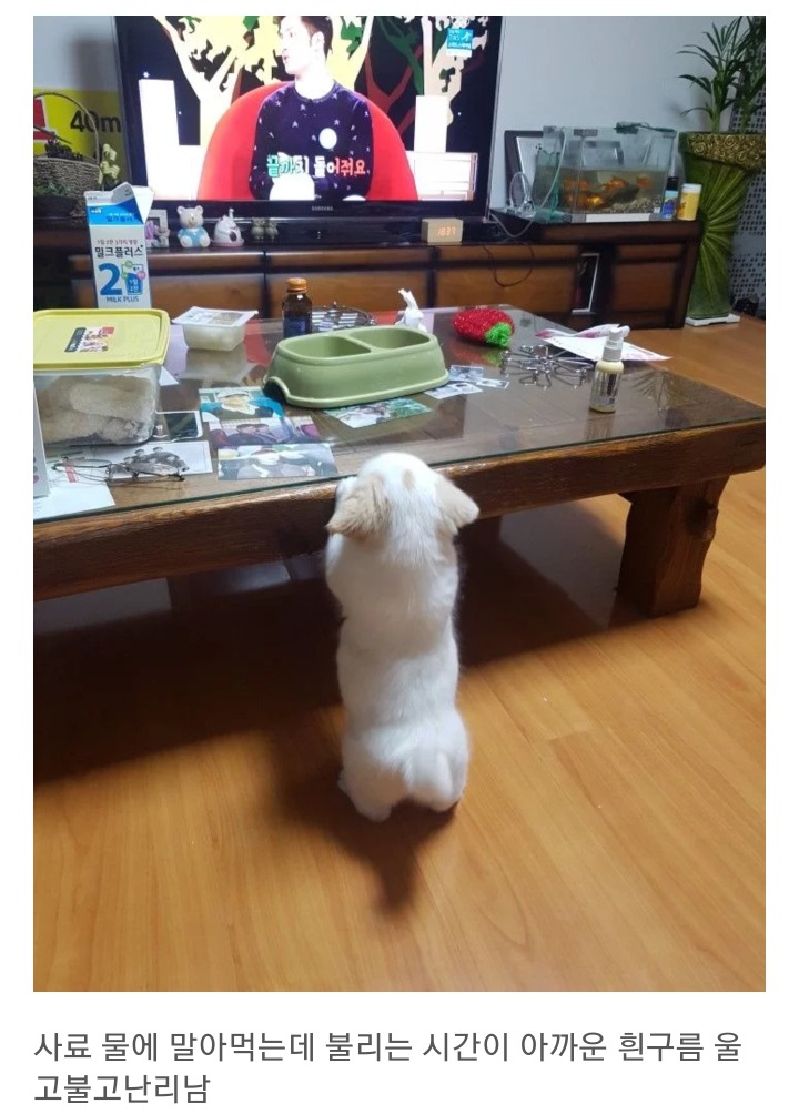 동생이 전주시 식당에서 강아지를 데려왔어요 | 인스티즈