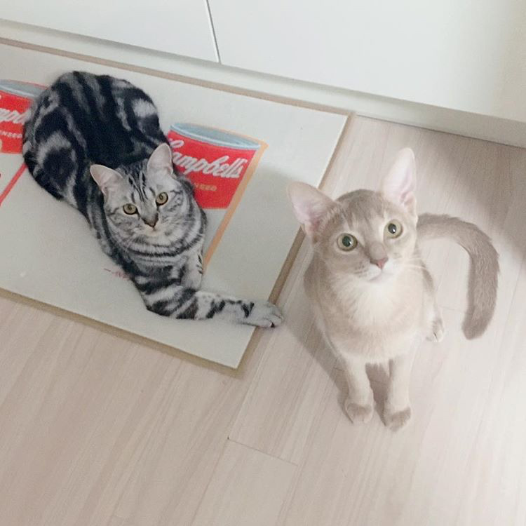 오늘자 고양이 생일파티 해준 전효성 ㅋㅋㅋㅋㅋㅋㅋㅋㅋ | 인스티즈