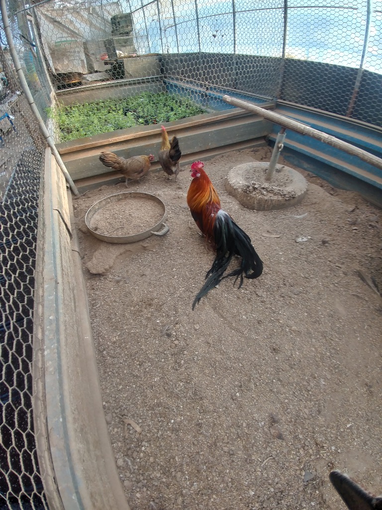 피닉스 이미지