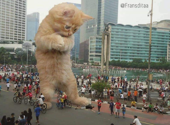 고양이들이 커진다면? | 인스티즈