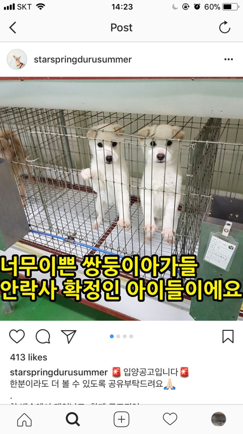 안락사 확정된 아이들 한번씩 보고가주라ㅠㅠ | 인스티즈