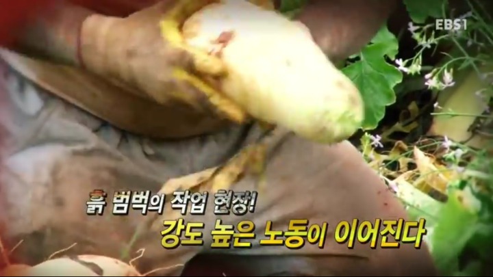 단무지가 만들어지는 과정 | 인스티즈