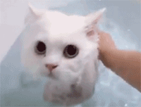 일반인은 잘 모르는 흔한 고양이 목욕시키기.gif | 인스티즈