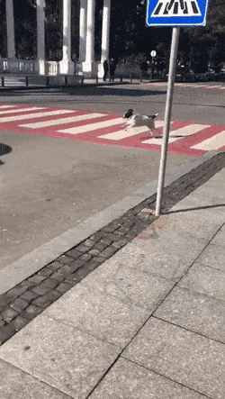 아이들 목양견.gif | 인스티즈