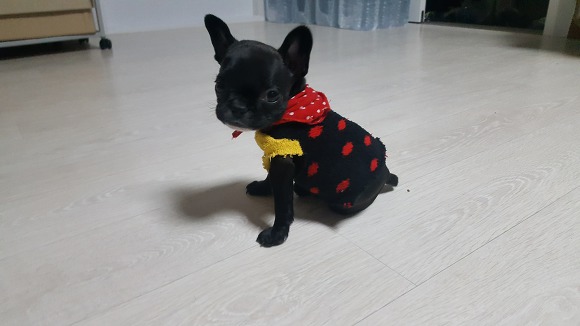 웨시 이미지
