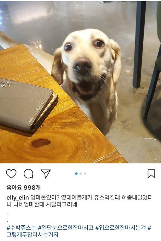 어느 리트리버의 일상 | 인스티즈