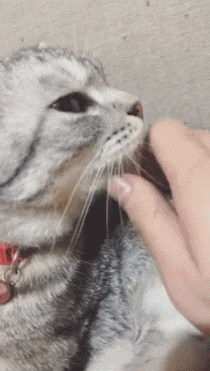 고양이 삐짐 | 인스티즈