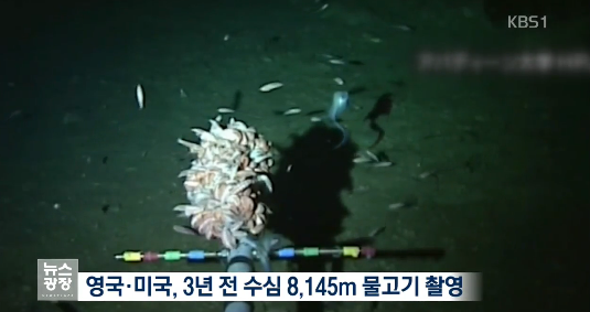 일본의 심해어 촬영 세계 신기록 | 인스티즈