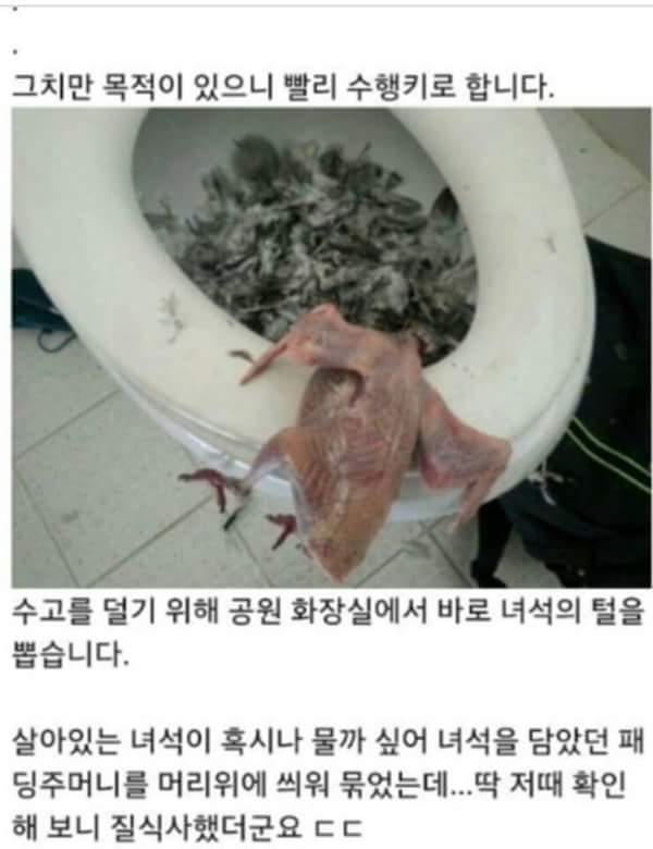 비둘기 요리.jpg | 인스티즈