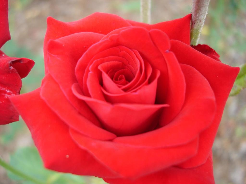 RoseDay 이미지